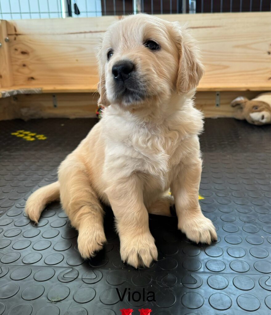 Golden Retriever cuccioli alta genealogia bellissimi