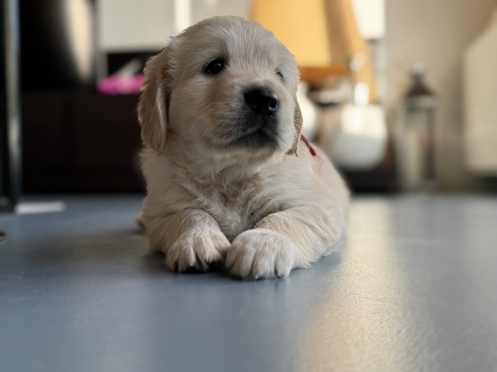 Golden Retriever cuccioli alta genealogia bellissimi