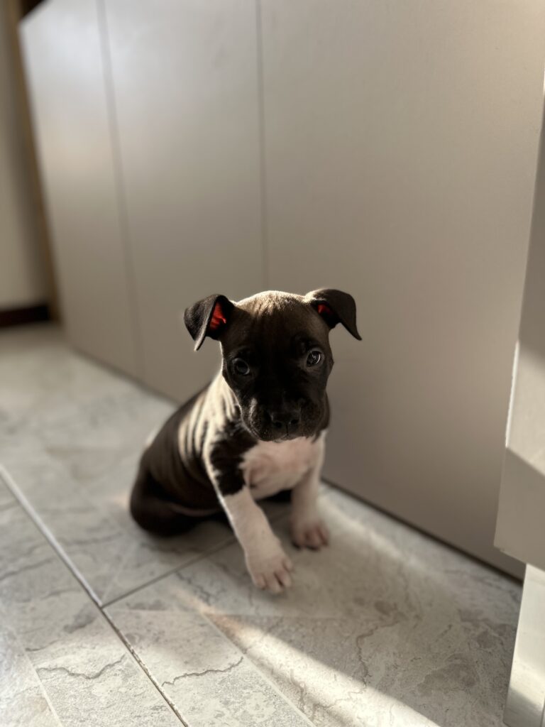 cuccioli di American staffordshire terrier (AMSTAFF)