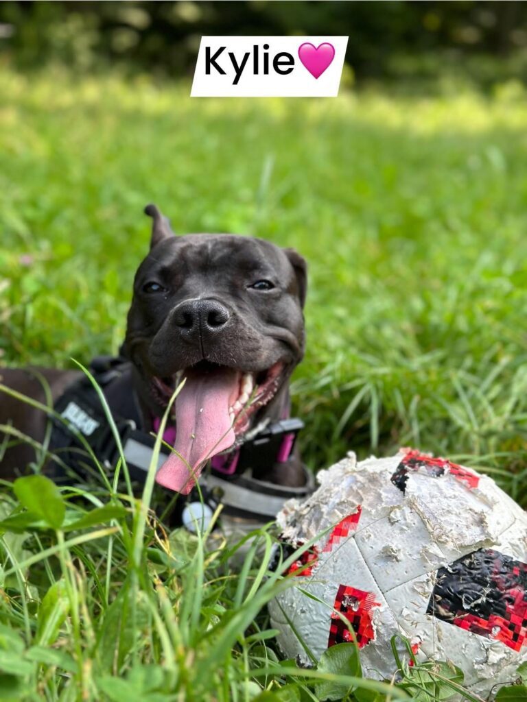 cuccioli di American staffordshire terrier (AMSTAFF)