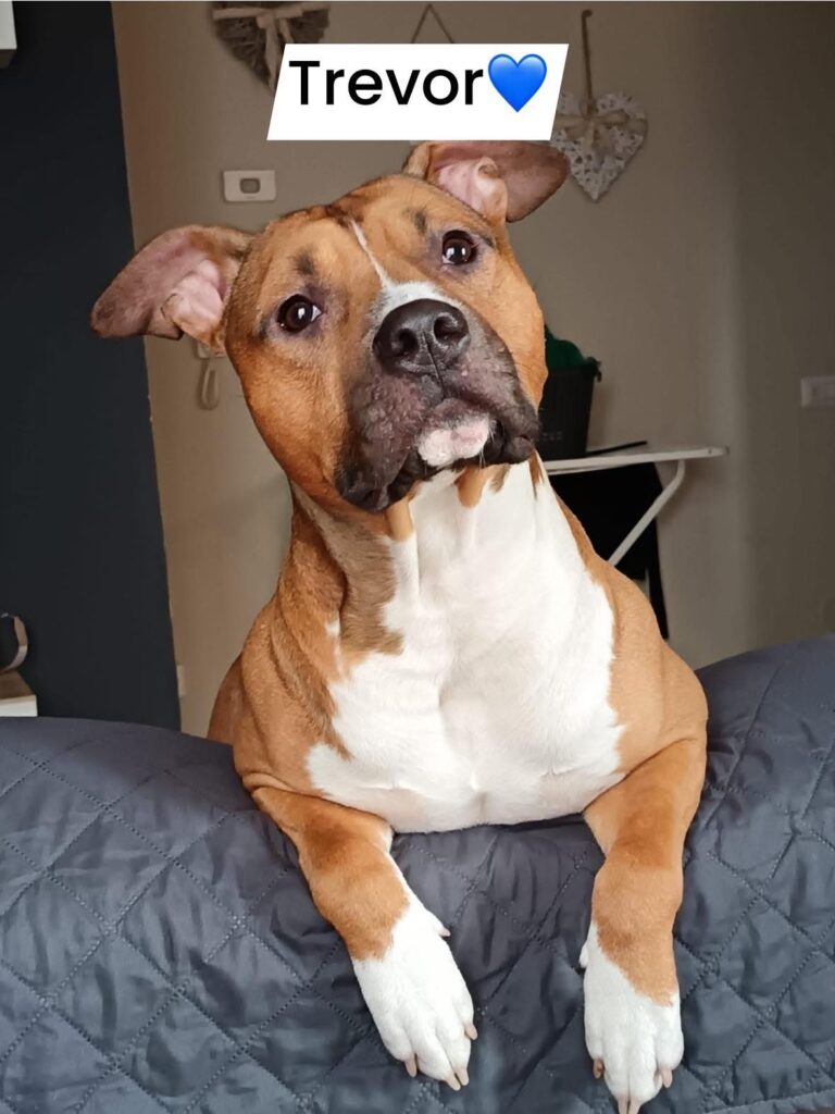 cuccioli di American staffordshire terrier (AMSTAFF)