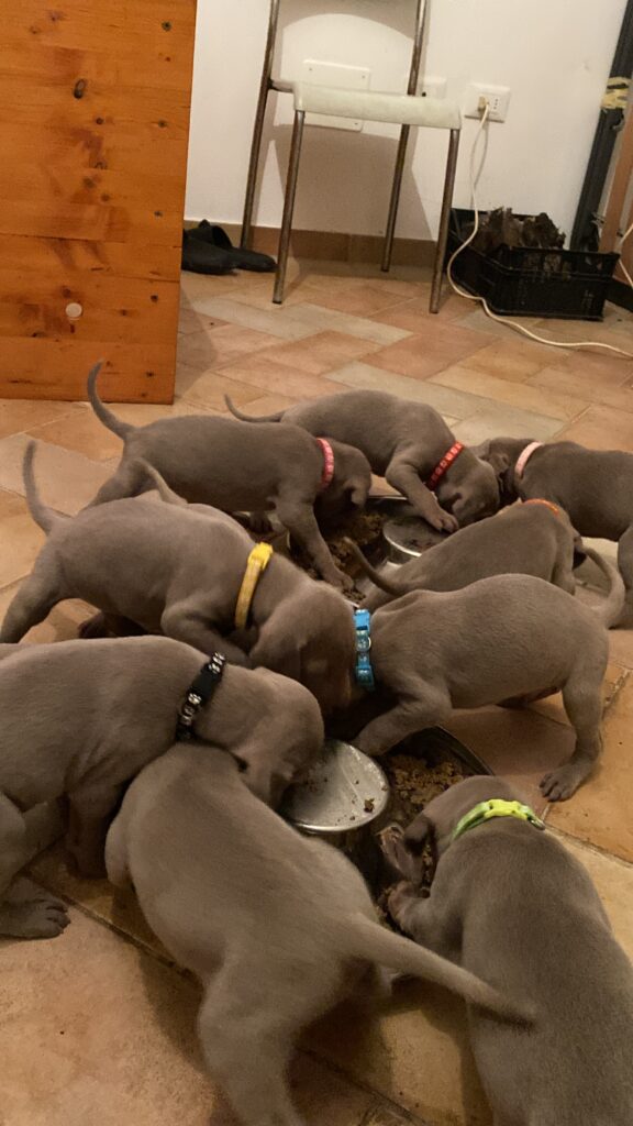 Cuccioli di Weimaraner
