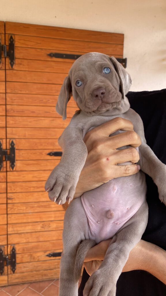 Cuccioli di Weimaraner