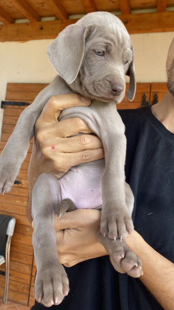 Cuccioli di Weimaraner