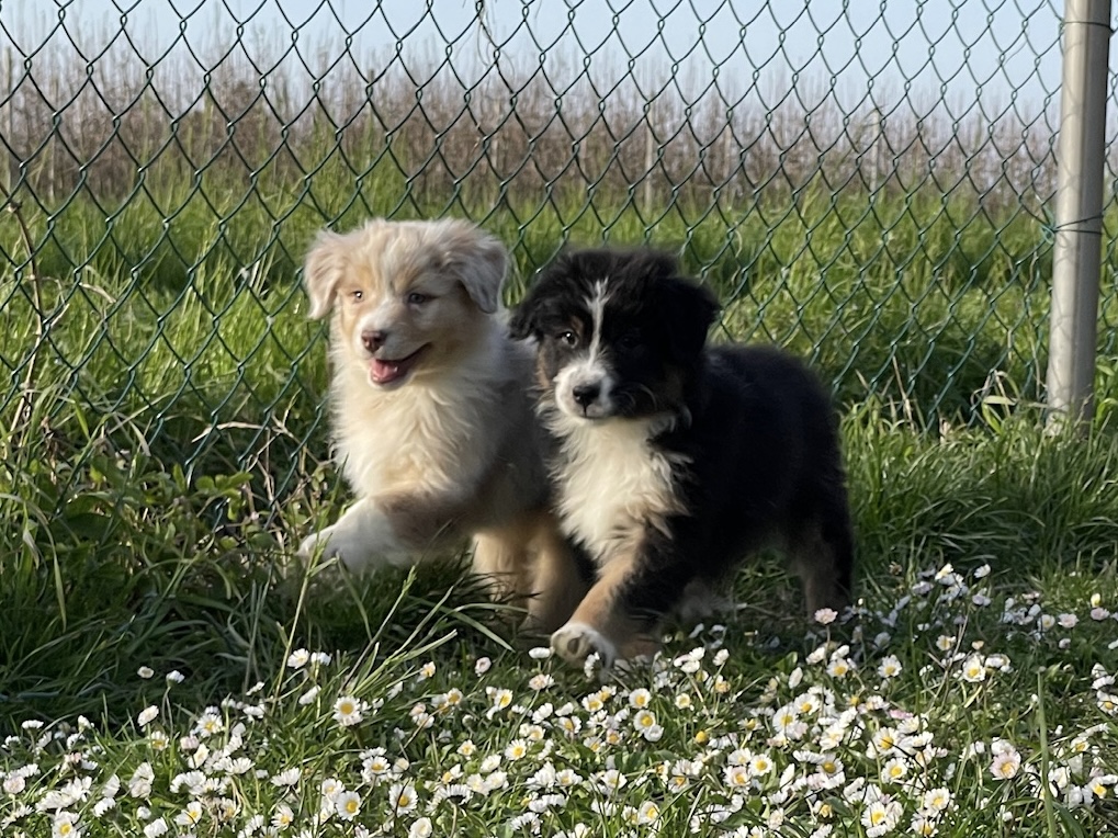 Cucciolo Australian Shepherd / Pastore Australiano