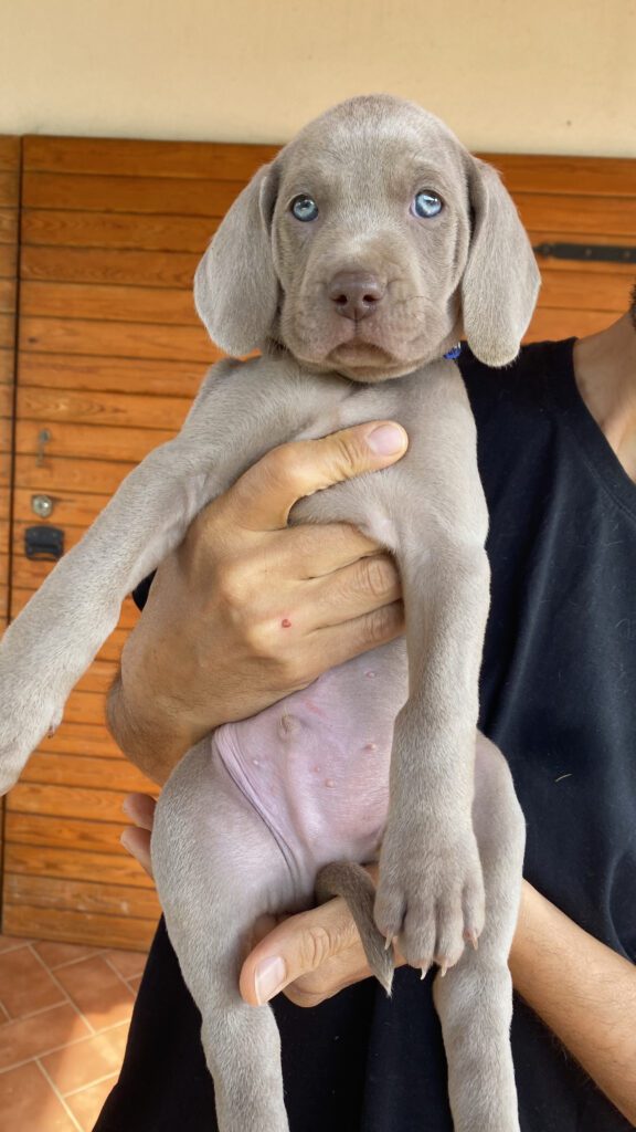Cuccioli di Weimaraner