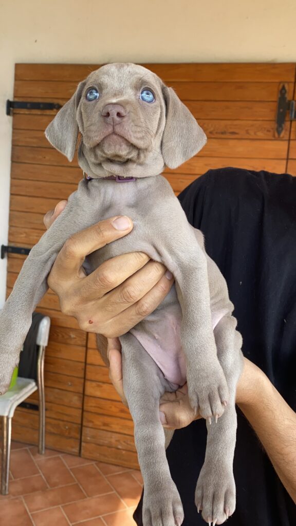 Cuccioli di Weimaraner