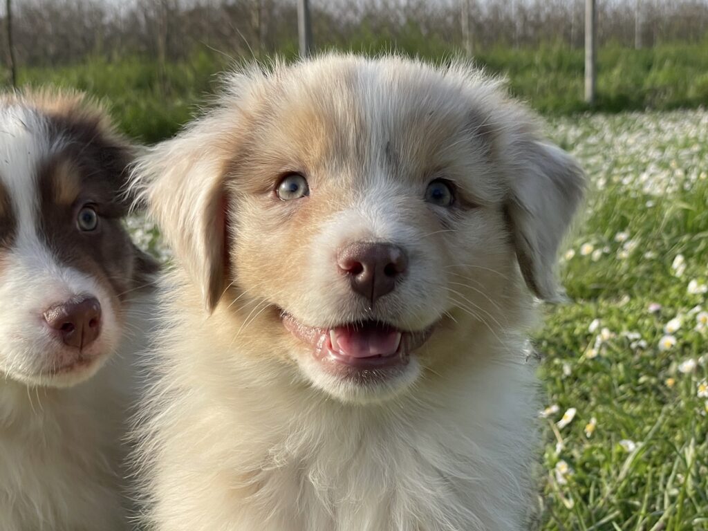 Cucciolo Australian Shepherd / Pastore Australiano