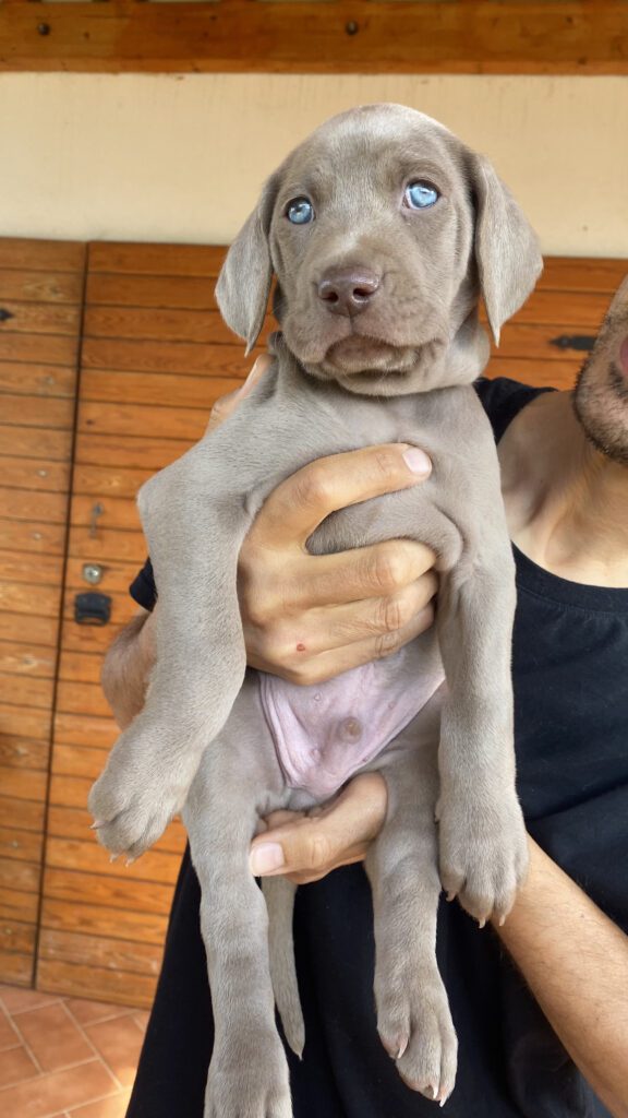 Cuccioli di Weimaraner