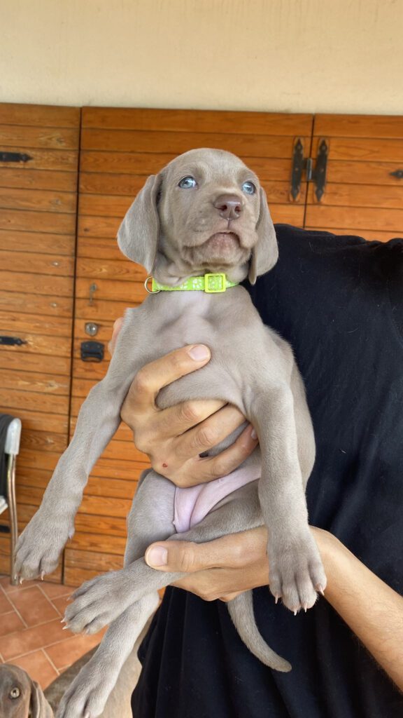 Cuccioli di Weimaraner