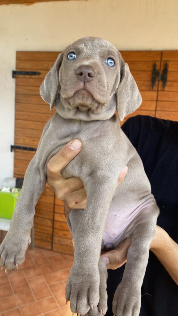 Cuccioli di Weimaraner