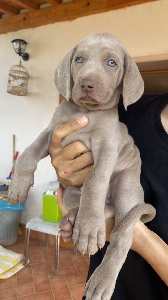 Cuccioli di Weimaraner