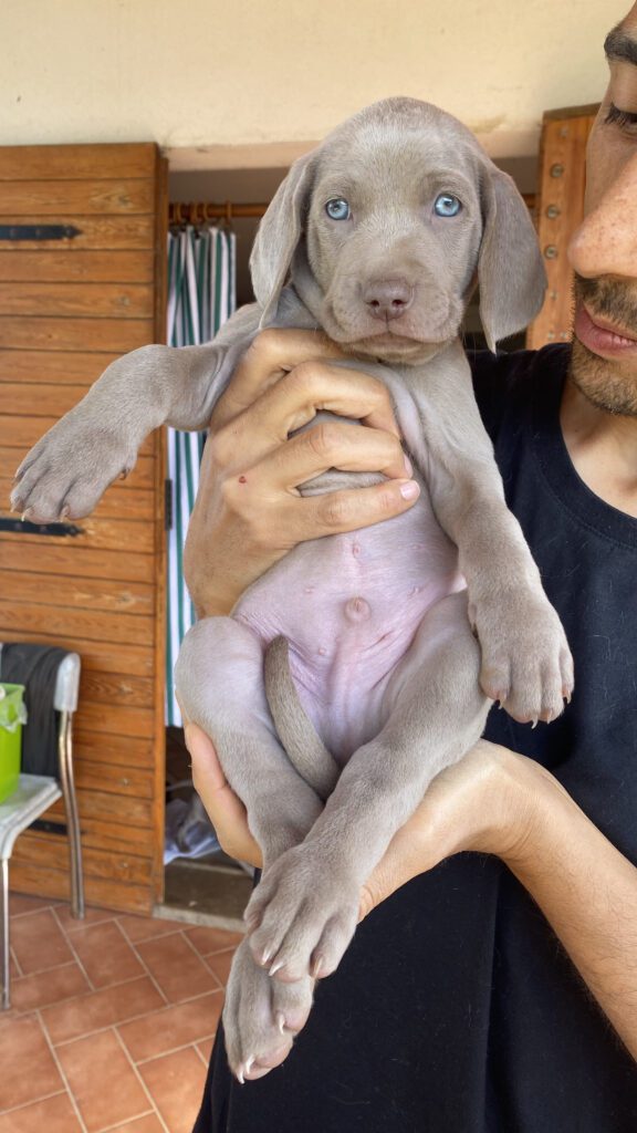 Cuccioli di Weimaraner