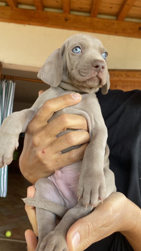 Cuccioli di Weimaraner