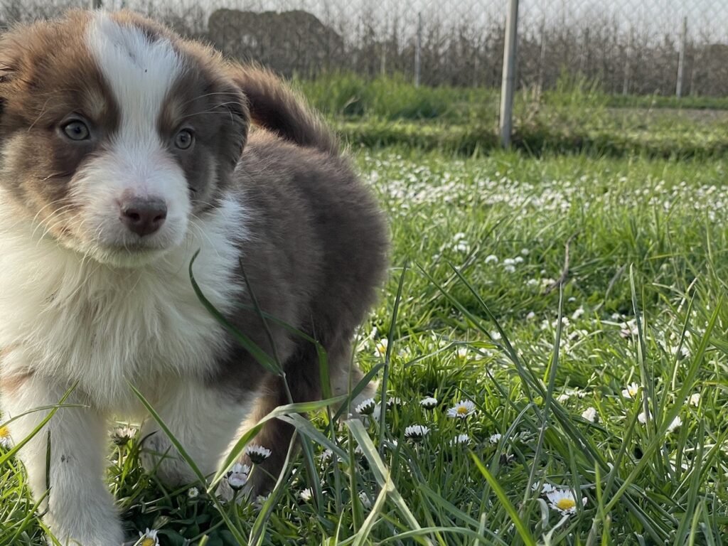 Cucciolo Australian Shepherd / Pastore Australiano