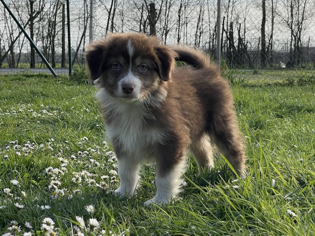Cucciolo Australian Shepherd / Pastore Australiano
