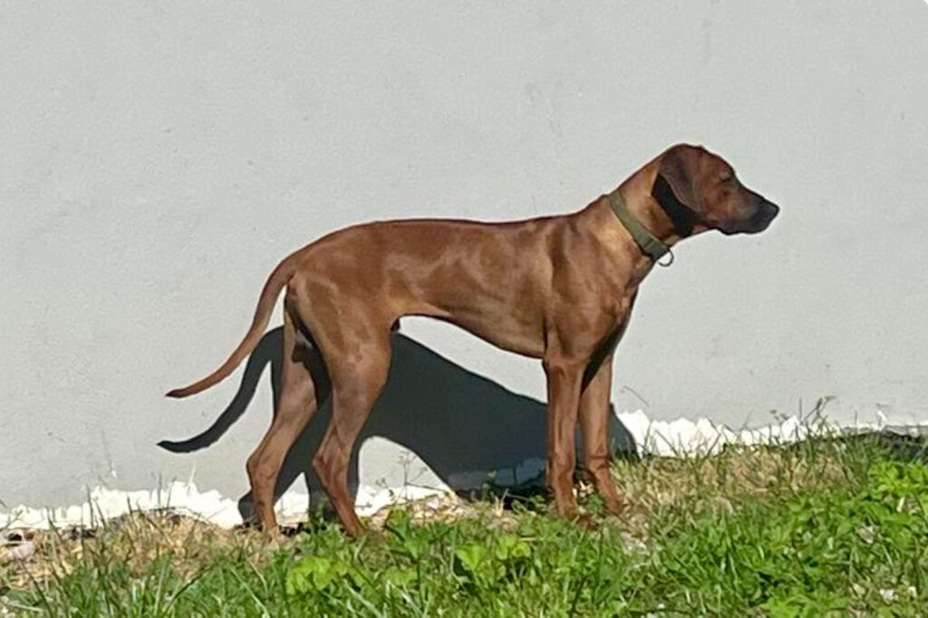 Rhodesian ridgeback cuccioli disponibili
