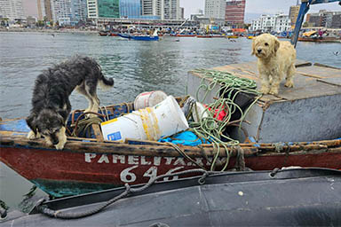 Abbandonati su una barca per una settimana, due cani sono stati salvati da volontari e autorità