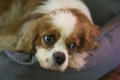 Miracolo in guerra: sparito durante l'attacco di Hamas, cane viene ritrovato dopo 18 mesi a Gaza