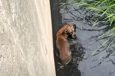 Finisce in un canale di scola lungo il fiume: ecco il salvataggio del cane Boxy
