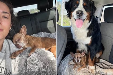 Salvato dall'orrore, è tornato a correre libero: la rinascita del cane Teeny