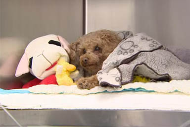 Dai rifiuti a una vita nuova: la storia a lieto fine del cane Oscar