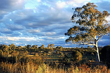 Per 529 giorni rimane dispersa nella natura selvaggia australiana: la storia a lieto fine di Valerie
