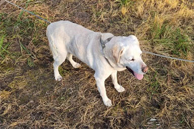 Ciclista salva cane abbandonato e legato a un cavo elettrico
