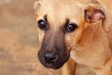 In Brasile la campagna “Caramelo” per sensibilizzare l'adozione dei cani meticci