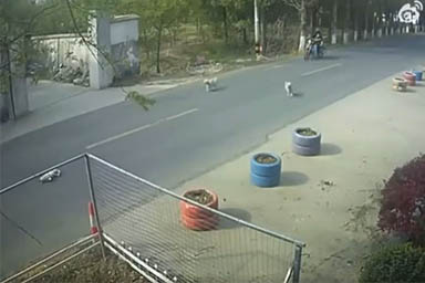 Giaceva ferito sull'asfalto: cane investito salvato da due randagi