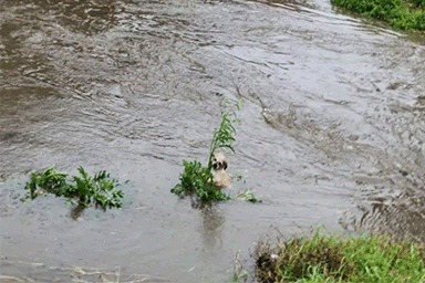 Si aggrappa a delle canne per non essere trascinato dall'acqua: la disavventura del cane Eddy
