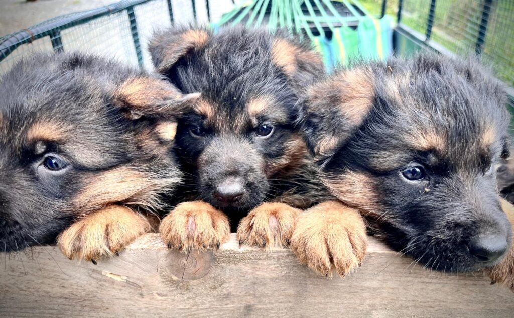 VENDO CUCCIOLI DI PASTORE TEDESCO