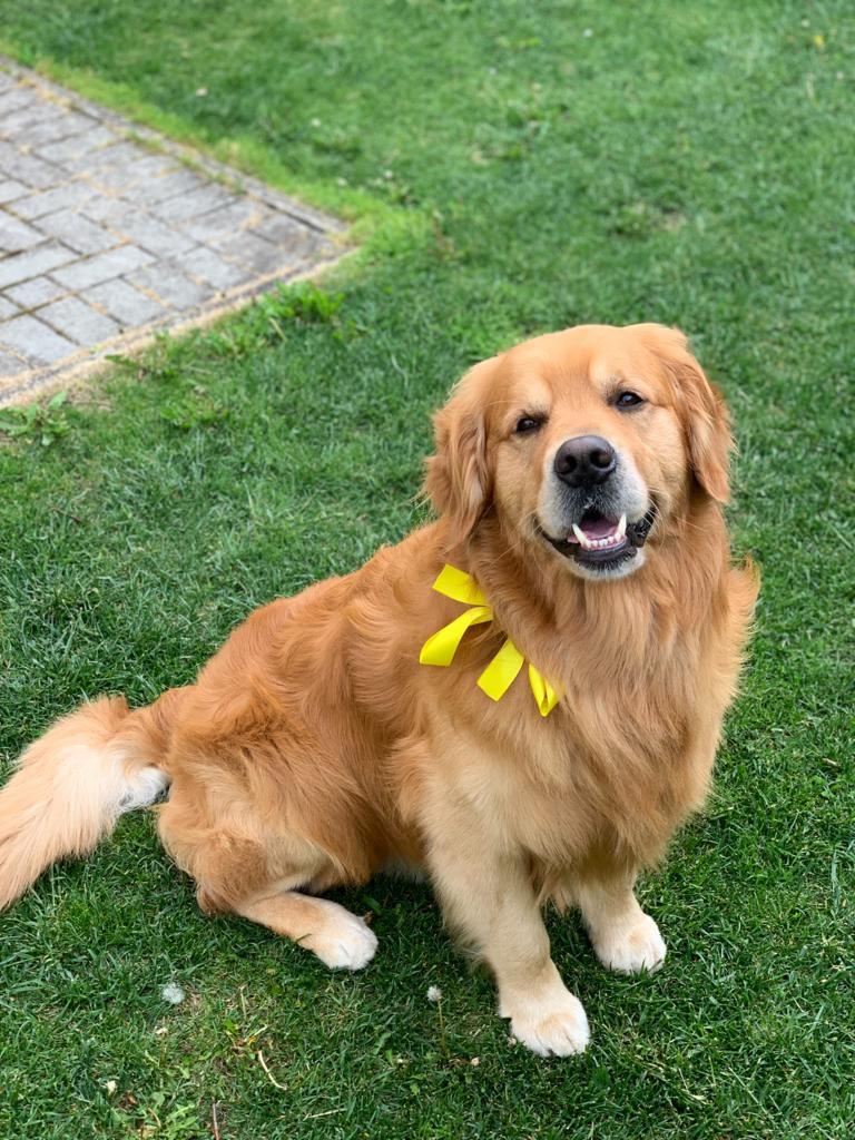 GOLDEN RETRIEVER CUCCIOLE FEMMINE CON PEDIGREE ENCI E TEST GENETICI