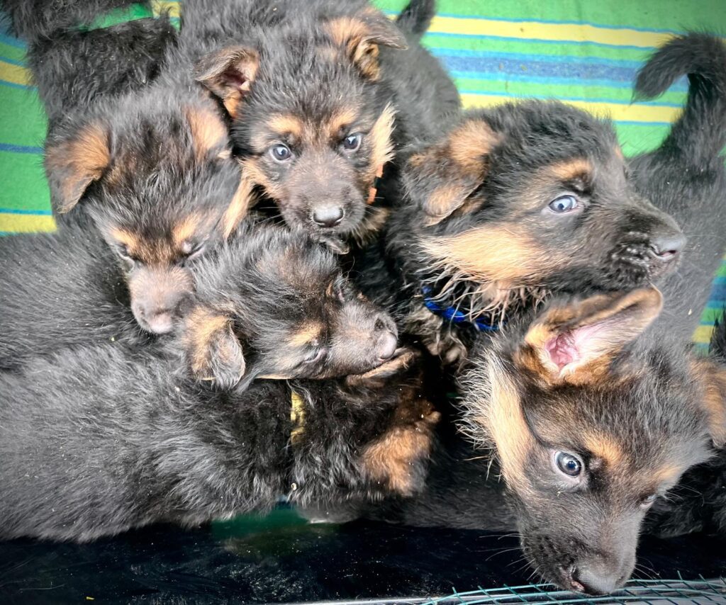 VENDO CUCCIOLI DI PASTORE TEDESCO