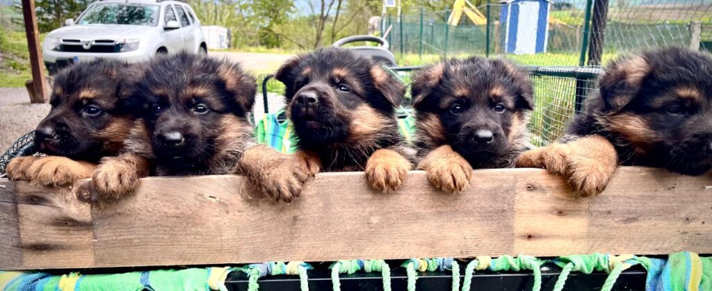 VENDO CUCCIOLI DI PASTORE TEDESCO