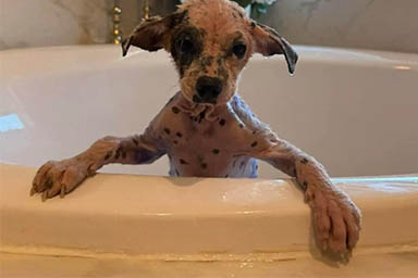 La rinascita di Violet, il cane malato arrivato in rifugio colorato di viola