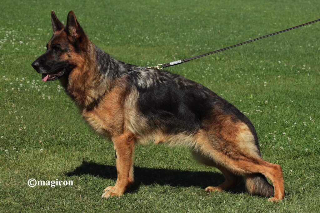 VENDO CUCCIOLI DI PASTORE TEDESCO