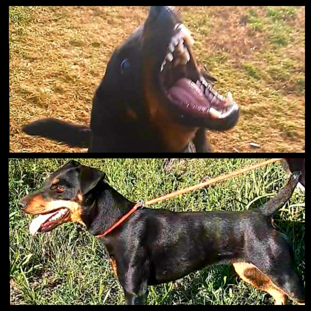 Deutscher Jagdterrier