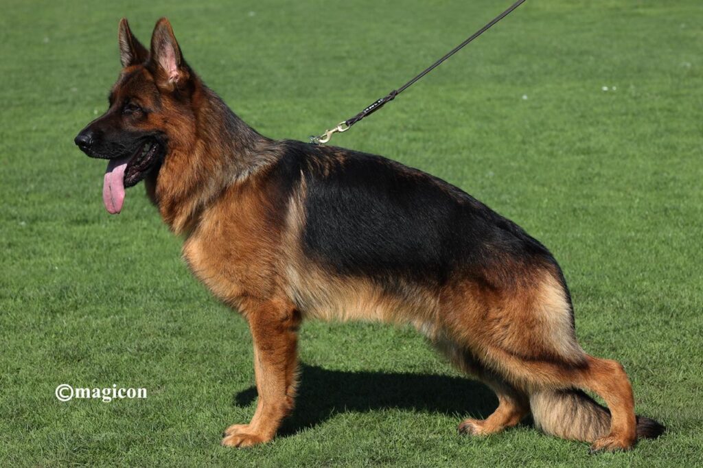 VENDO CUCCIOLI DI PASTORE TEDESCO