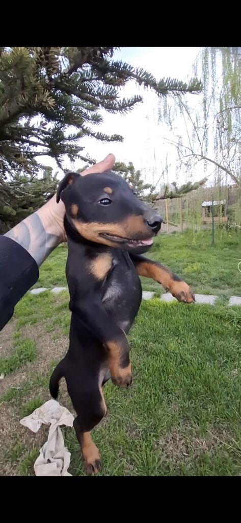 Deutscher Jagdterrier