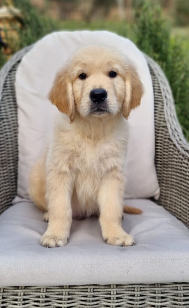 Thuaidh Golden Retrievers