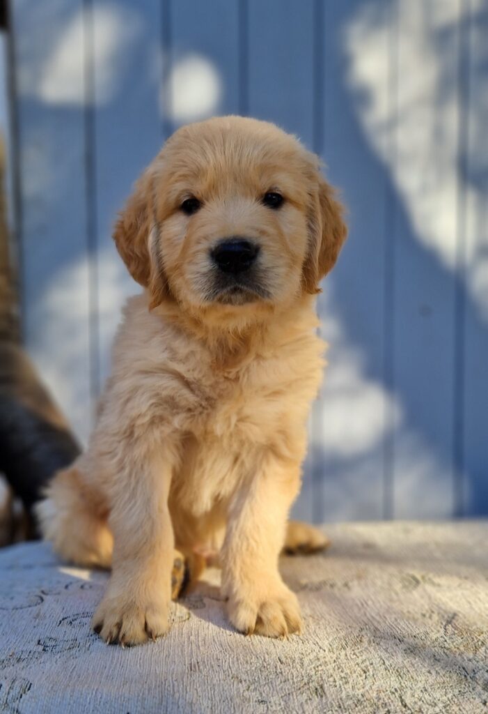 Thuaidh Golden Retrievers