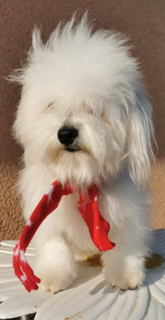 meravigliosa cucciolata di COTON DE TULEAR in disponibilità
