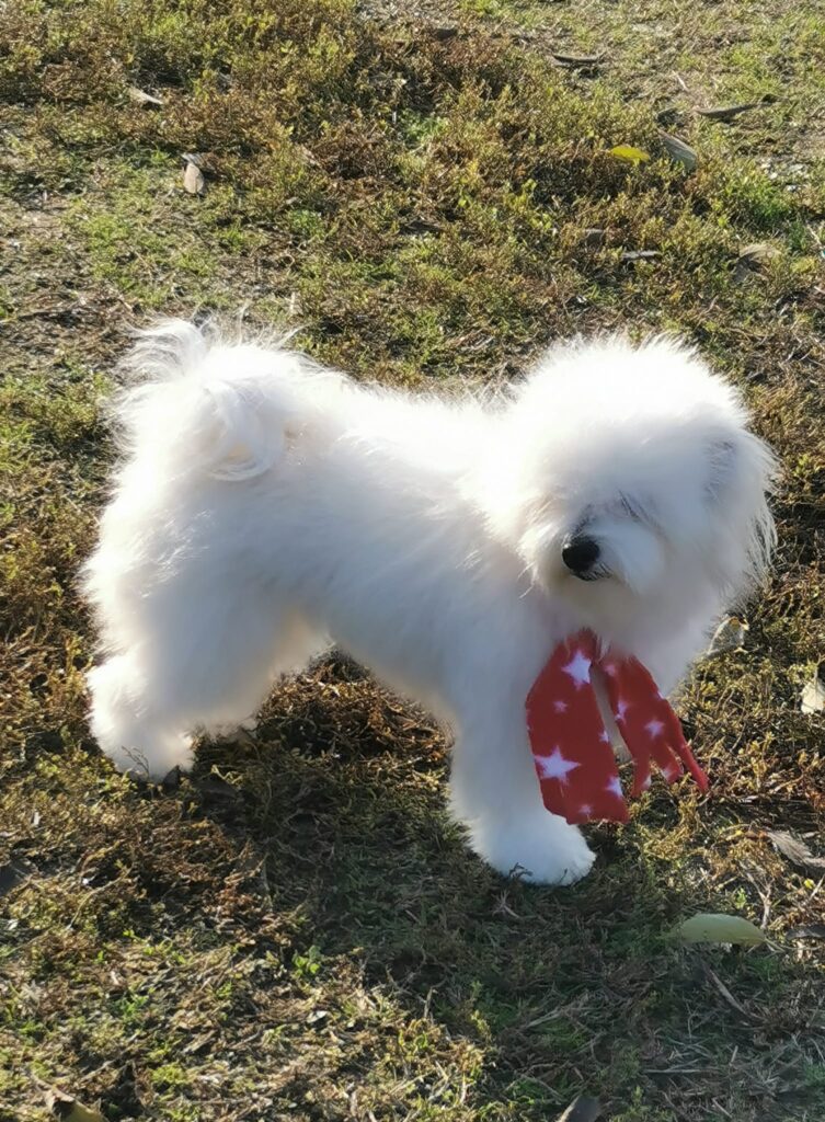 meravigliosa cucciolata di COTON DE TULEAR in disponibilità