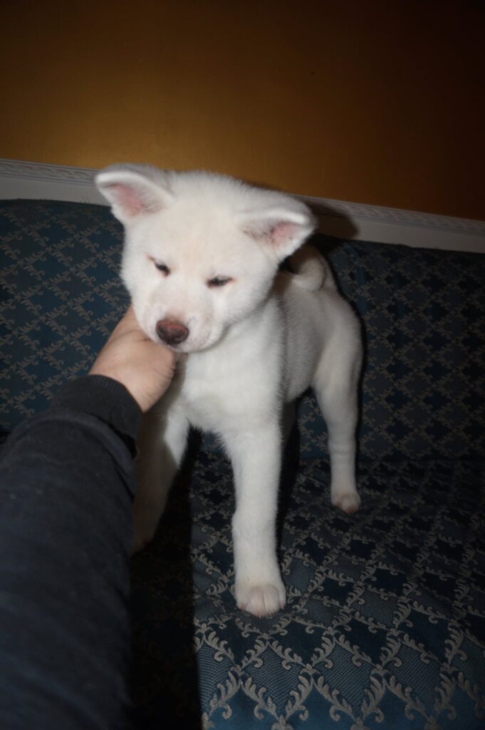 Cuccioli Akita Inu bianchi Pedigree Enci