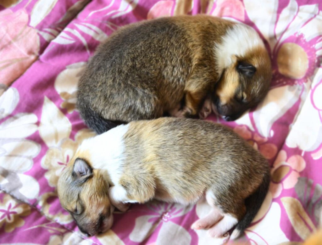 SIMPATICI CUCCIOLI DI ROUGH COLLIE