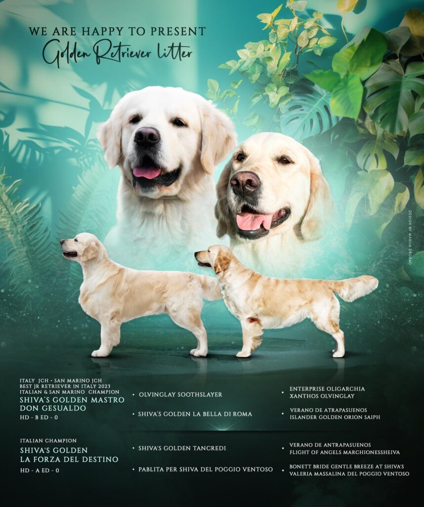Golden Retriever cuccioli alta genealogia bellissimi