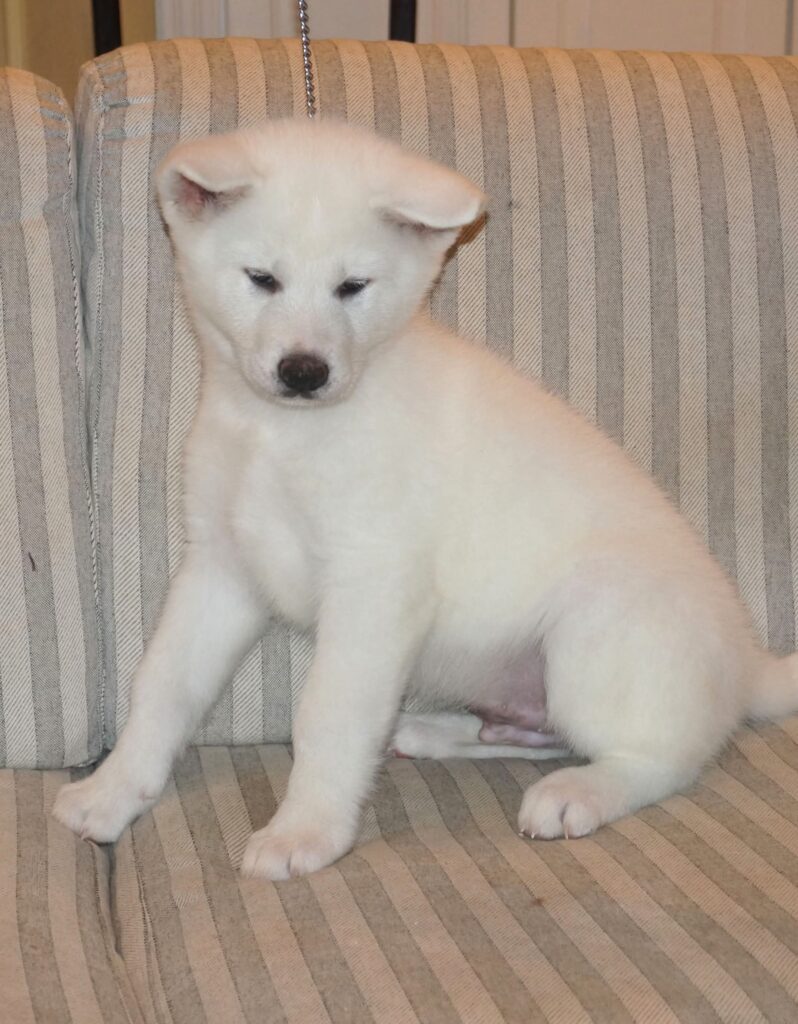 Cuccioli Akita Inu bianchi Pedigree Enci