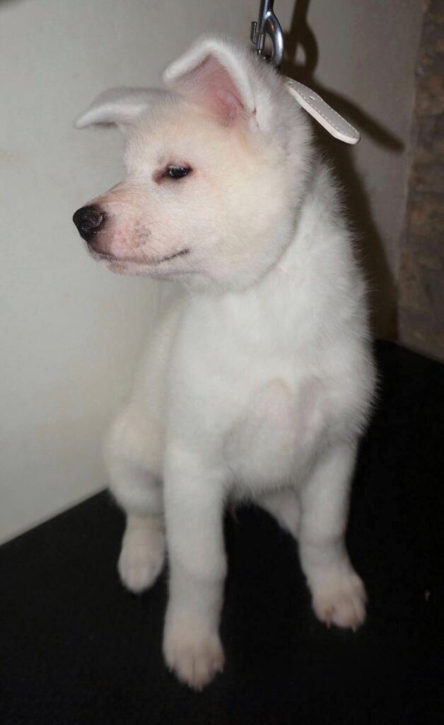 Cuccioli Akita Inu bianchi Pedigree Enci