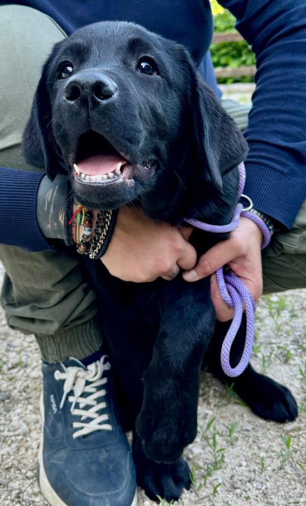 Cucccioli di Labrador